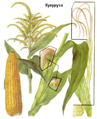Фото Кукурузы столбики с рыльцами